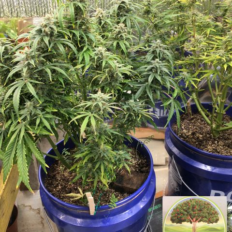 #epicgrowoff growlog timeline photo