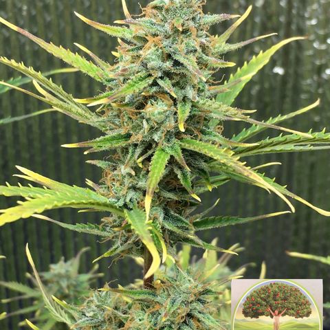 #epicgrowoff growlog timeline photo