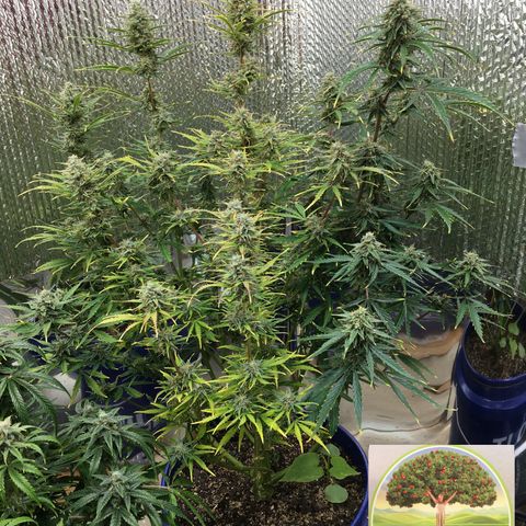 #epicgrowoff growlog timeline photo