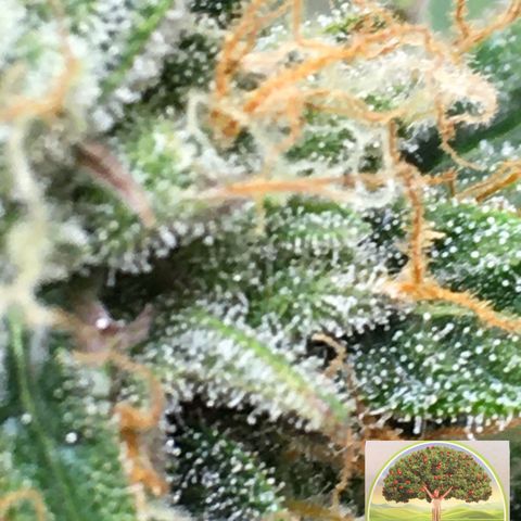 #epicgrowoff growlog timeline photo