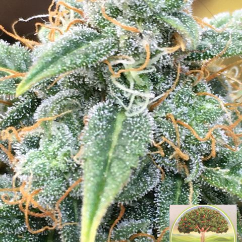 #epicgrowoff growlog timeline photo