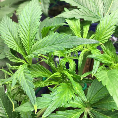 Bruce Banner growlog timeline photo