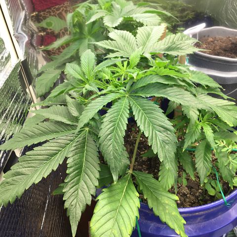 Bruce Banner growlog timeline photo