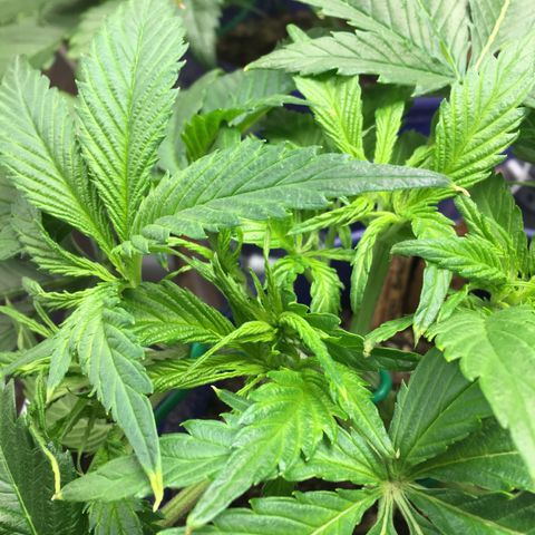 Bruce Banner growlog timeline photo