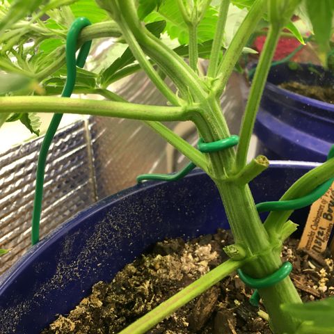 Bruce Banner growlog timeline photo
