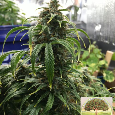 #epicgrowoff growlog timeline photo