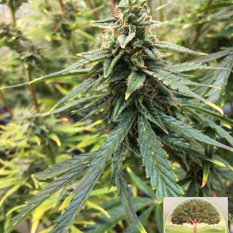 #epicgrowoff growlog timeline photo