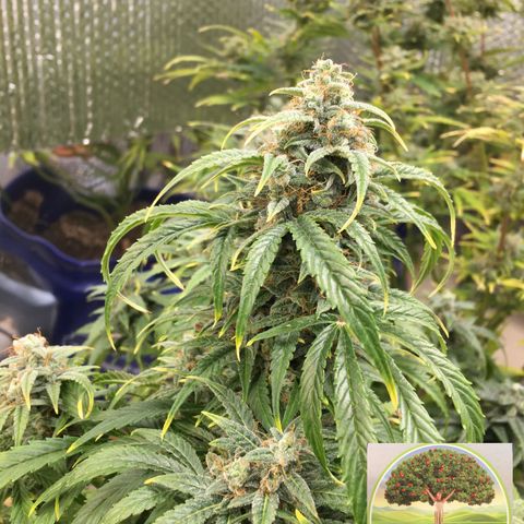 #epicgrowoff growlog timeline photo