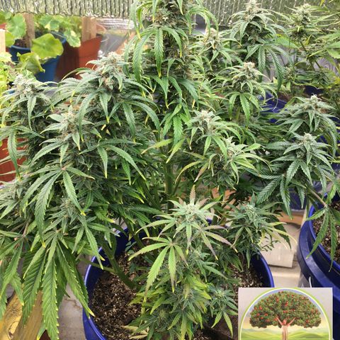 #epicgrowoff growlog timeline photo