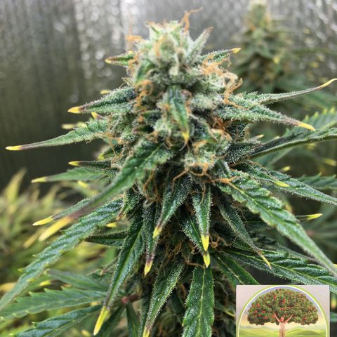 #epicgrowoff growlog timeline photo