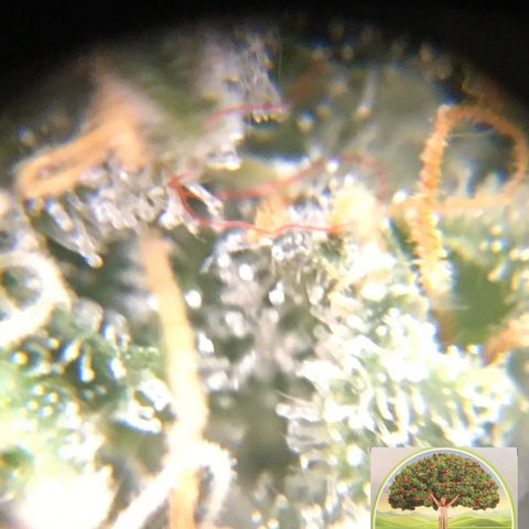 #epicgrowoff growlog timeline photo