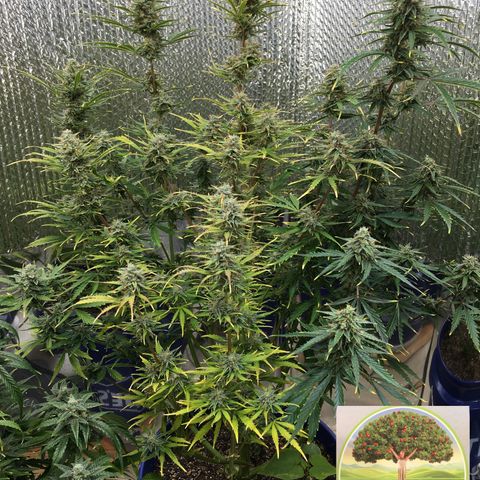 #epicgrowoff growlog timeline photo