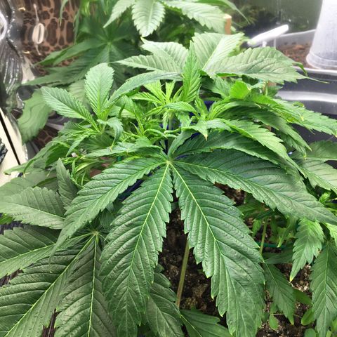 Bruce Banner growlog timeline photo