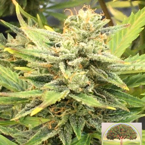 #epicgrowoff growlog timeline photo