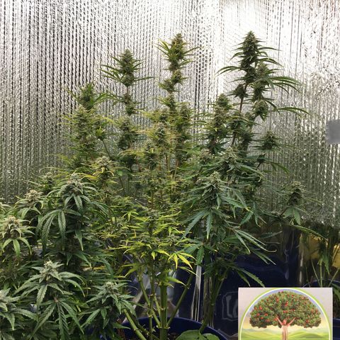 #epicgrowoff growlog timeline photo