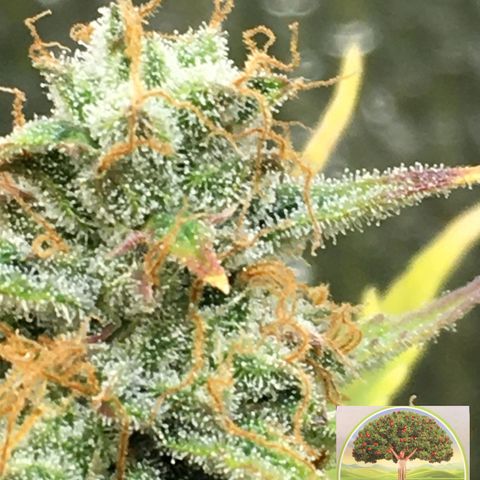 #epicgrowoff growlog timeline photo