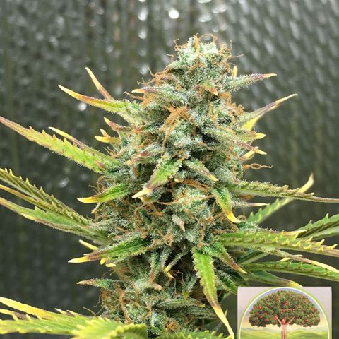 #epicgrowoff growlog timeline photo