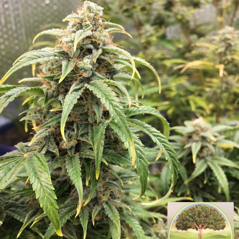 #epicgrowoff growlog timeline photo