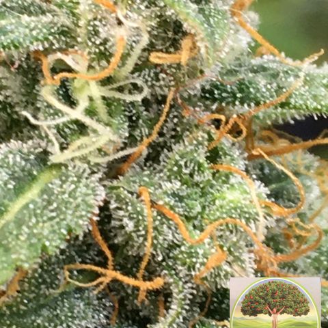 #epicgrowoff growlog timeline photo