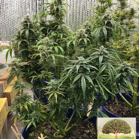 #epicgrowoff growlog timeline photo