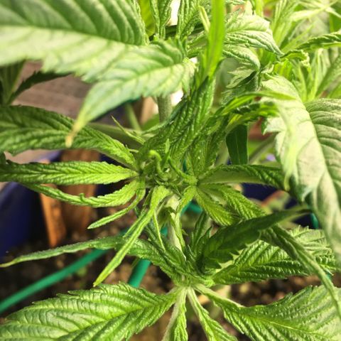 Bruce Banner growlog timeline photo