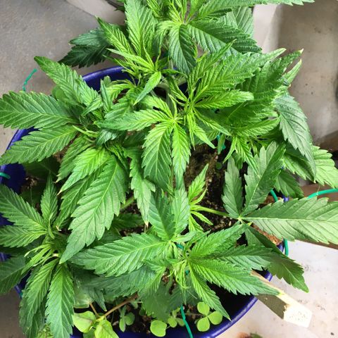 Bruce Banner growlog timeline photo