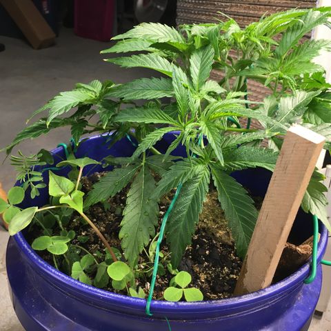 Bruce Banner growlog timeline photo