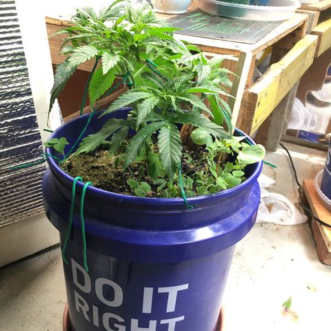 Bruce Banner growlog timeline photo