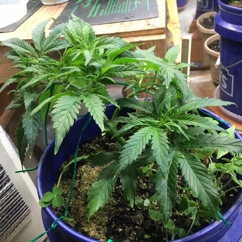 Bruce Banner growlog timeline photo
