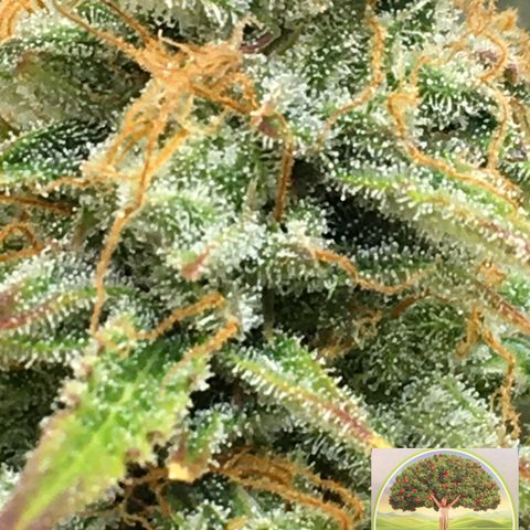 #epicgrowoff growlog timeline photo