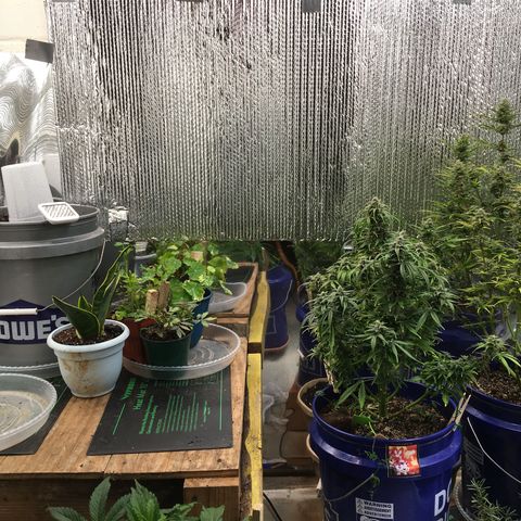 #epicgrowoff growlog timeline photo