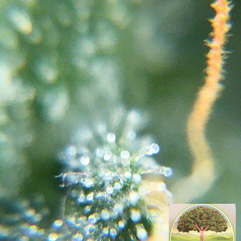 #epicgrowoff growlog timeline photo