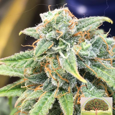 #epicgrowoff growlog timeline photo