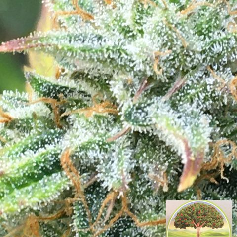 #epicgrowoff growlog timeline photo