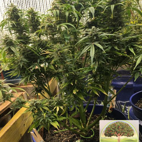 #epicgrowoff growlog timeline photo