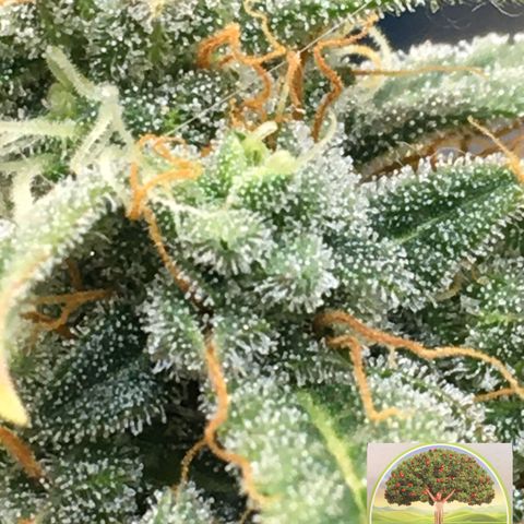 #epicgrowoff growlog timeline photo