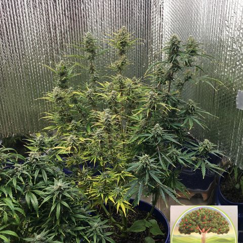 #epicgrowoff growlog timeline photo
