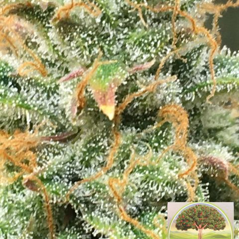#epicgrowoff growlog timeline photo