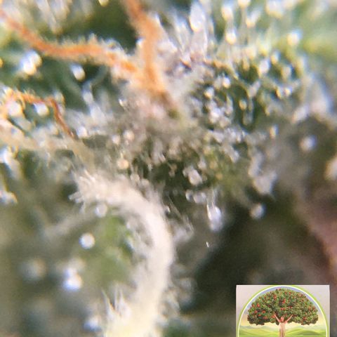 #epicgrowoff growlog timeline photo