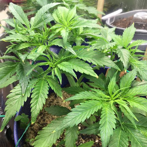 Bruce Banner growlog timeline photo
