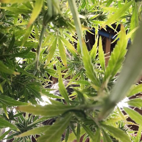#epicgrowoff growlog timeline photo
