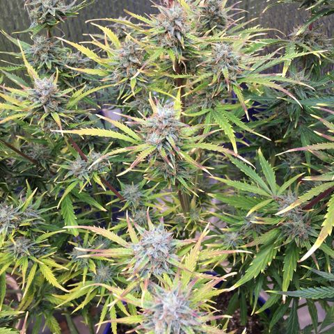 #epicgrowoff growlog timeline photo