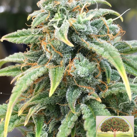 #epicgrowoff growlog timeline photo