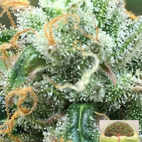 #epicgrowoff growlog timeline photo