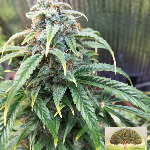 #epicgrowoff growlog timeline photo