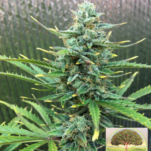 #epicgrowoff growlog timeline photo