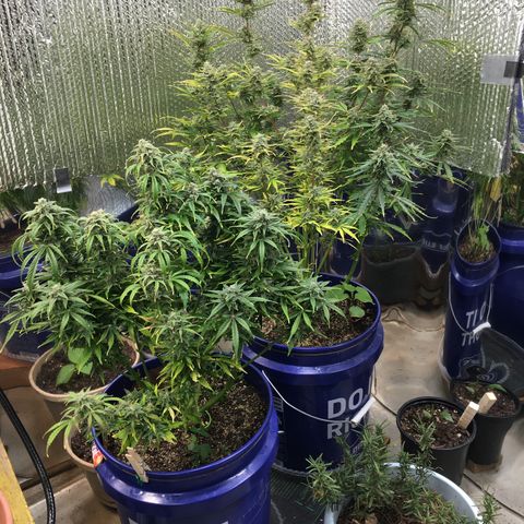 #epicgrowoff growlog timeline photo