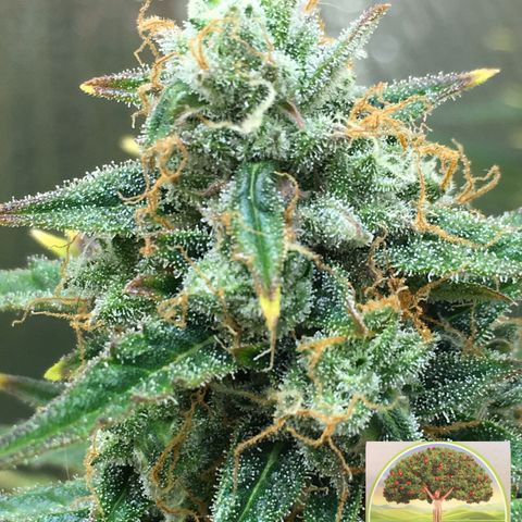 #epicgrowoff growlog timeline photo
