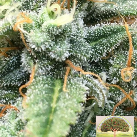 #epicgrowoff growlog timeline photo