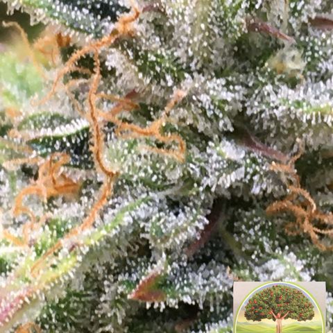 #epicgrowoff growlog timeline photo